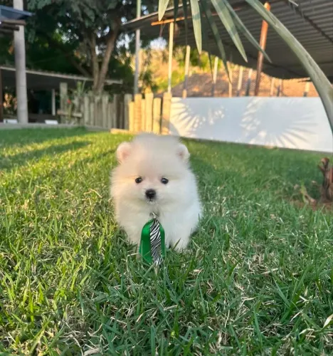 Spitz alemão ¿ mês dos namorados
