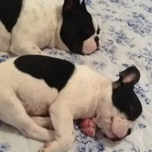 Bulldog frances encantador
