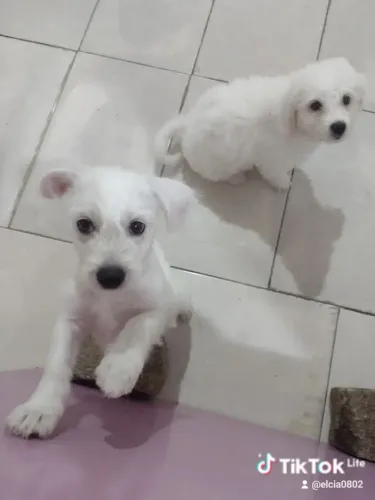 Cachorros filhotes