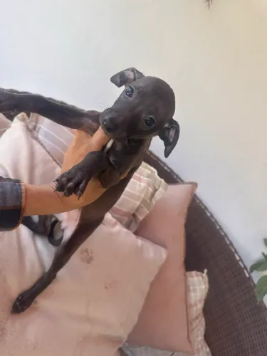 Galgo italiano filhote macho