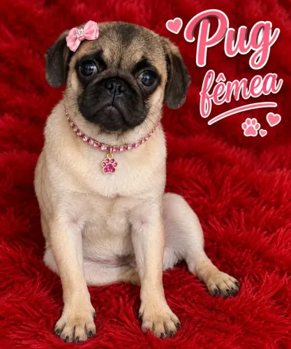 Pug fêmea