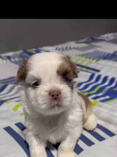 Shih-tzu Fêmea à Venda - Linda e Carinhosa ?