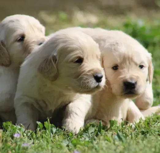 Golden Retriever - Escolha Seu Filhote com Atendimento em Loja Física
