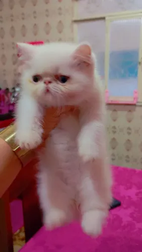 Gato persa puro 