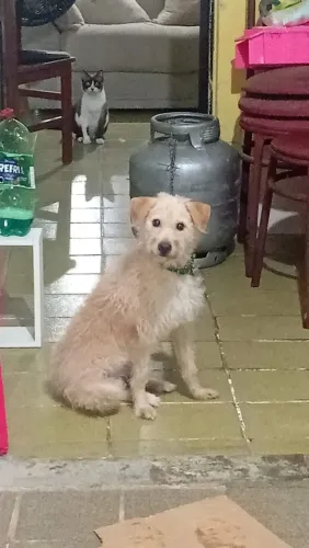 Adote belinha