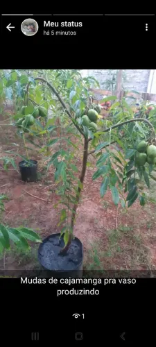 Mudas cajamanga Anão 