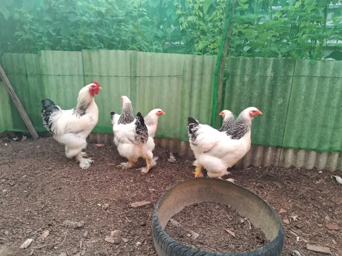 Galinha brahma light casal