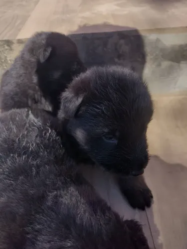 Venda de cachorro 