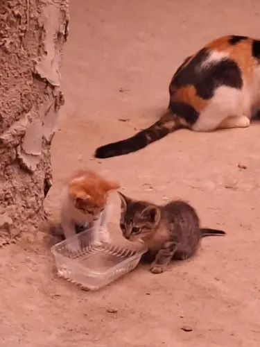 Filhotes de Gato 2 meses
