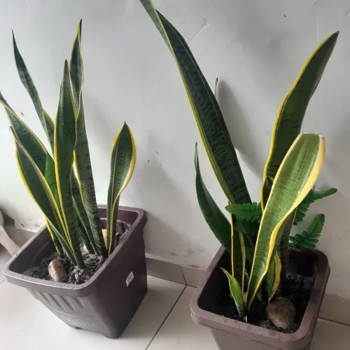 2 Jarro planta espada de São jorge 