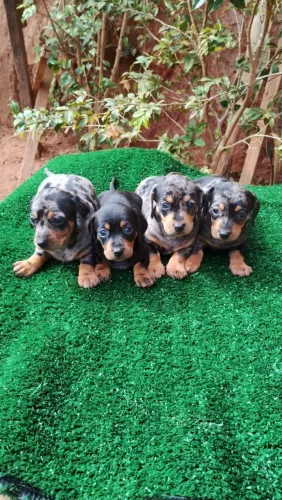 Cachorro salsicha mofadinho