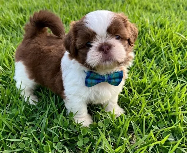 Shihtzu macho olhos azuis 