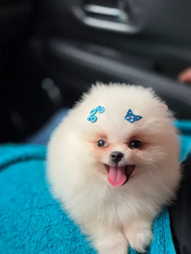 Filhote de spitz alemão macho, vermifugado, vacinado, com pedegree , pai urso