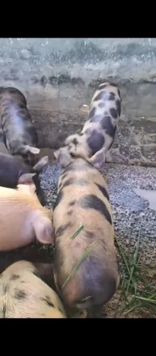 Animais