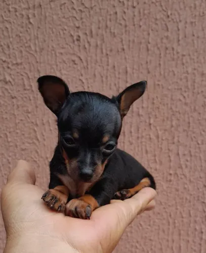 Lindos filhotes de Pinscher 00