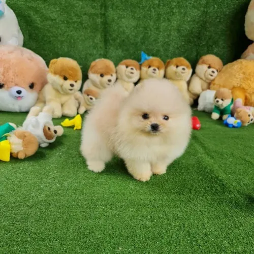 Spitz Alemão