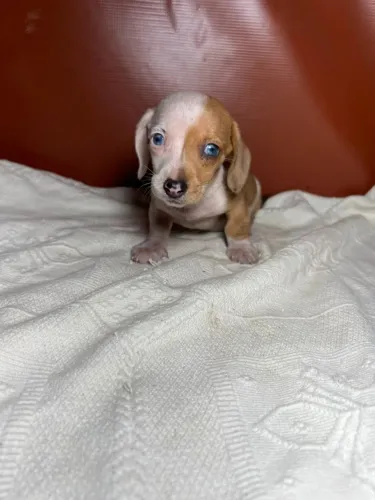 basset daschunn teckel adorável esperando por companhia hoje