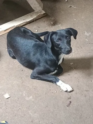 Doação de filhotes 