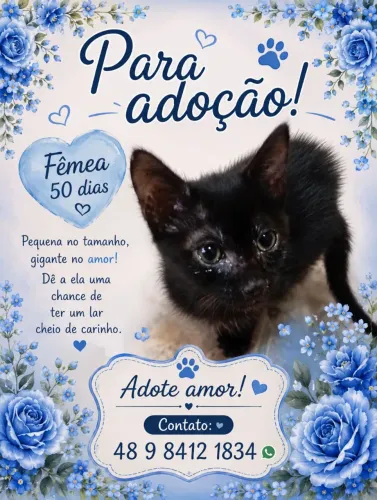Doação de gatos