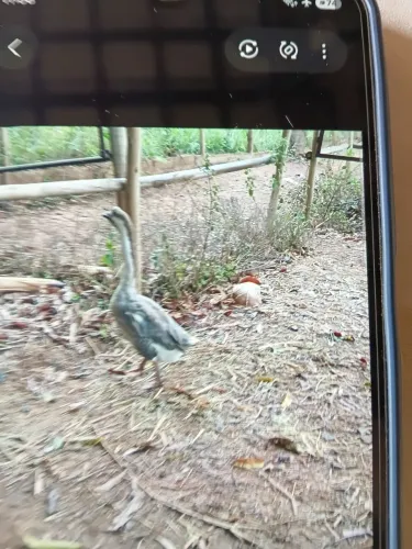 Uma fêmea de g a n s o