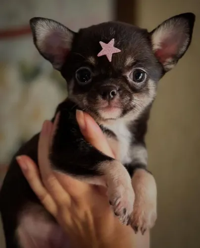 Chihuahua Pelo Curto Fêmea Disponível!!