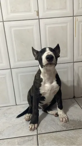 Bull Terrier 5 meses 