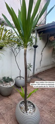 Dracena Arborea 1,70m