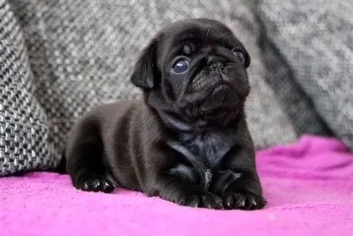 Pug - Elegância E Potência Em Um Só Filhote 