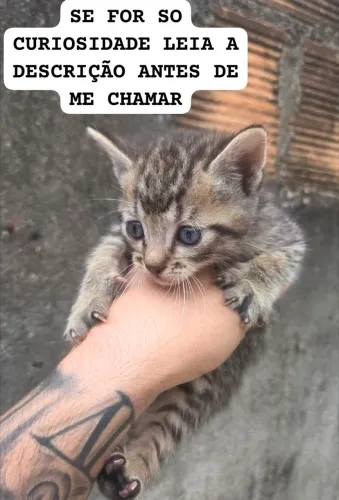 Gato ?