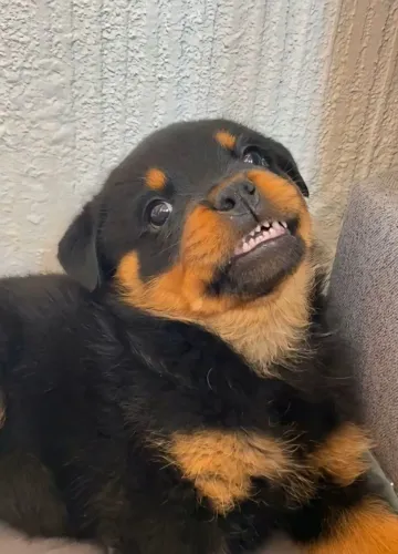 Rottweiler Um cachorrinho lindo que vale conhecer