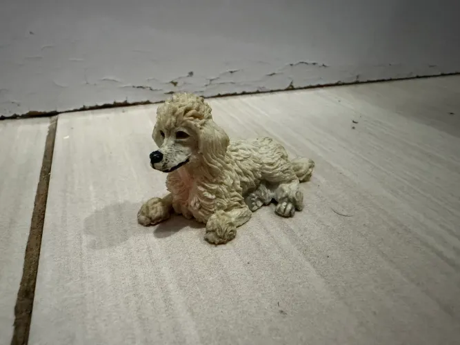 Miniatura cachorro poodle