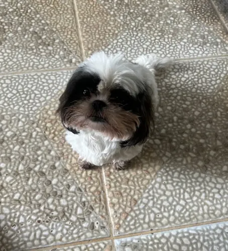 Shihtzu grávida