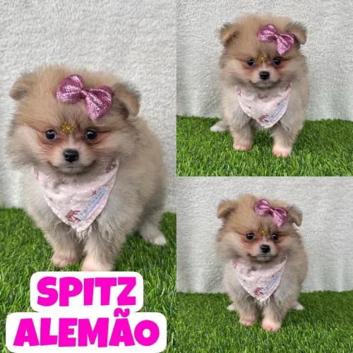 Spitz Alemão Anão Fêmea aqui no Puppy Stop