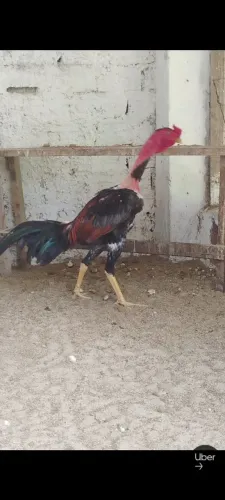 Polaco de raça pra vende