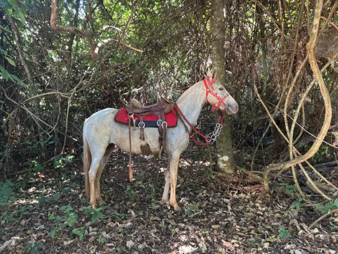 Égua Registrada no definitivo manga larga pronta