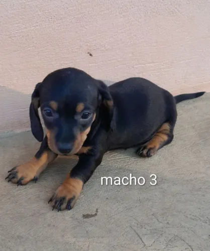 Salsicha dachshund MACHOS