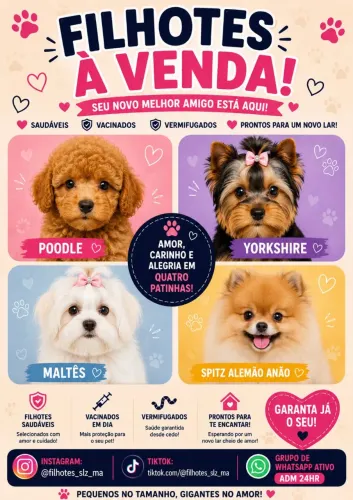 Poodle / yorkshire /Spitz alemão anão e outros 