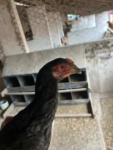 Frango índio