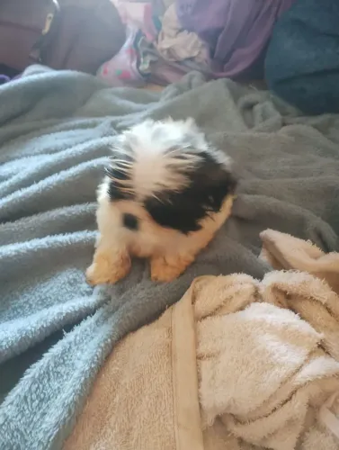 Shitzu