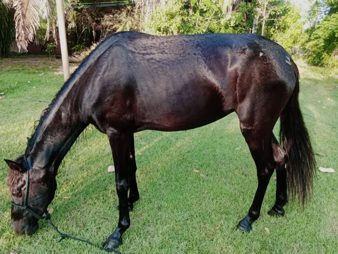 Vendo Égua c/sangue Mangalarga Marchador, nova, preta, primeira cria, uma potrinha 6 meses