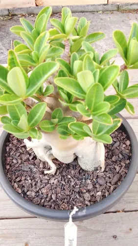 Rosa do deserto espécie rara (arabicum com folhagem variegata )