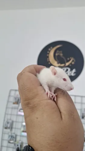Rato twister