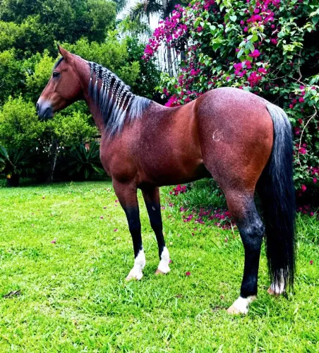 Vendo cavalo Qm