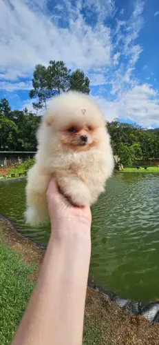 Lulu da pomerânia anão com Pedigree , Spitz