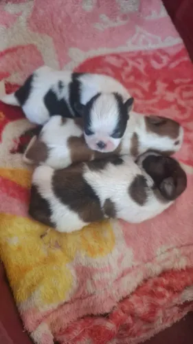 Vende se filhotes de shiatsu