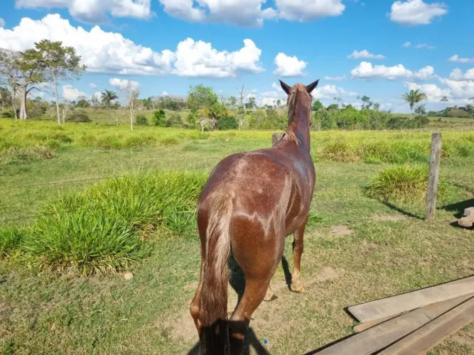 Cavalo a venda nova monte verde 4500 reais chama negociar serto