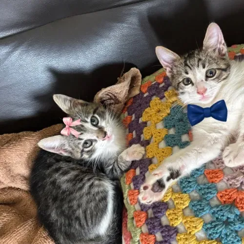 Gatinhos para doação / gato filhote