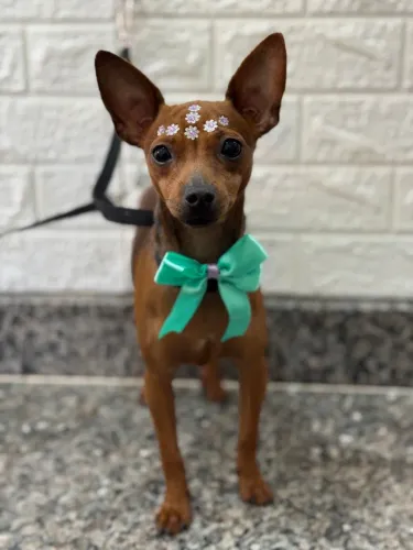 Pincher fêmea 11 meses 