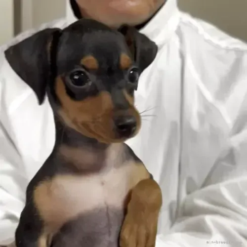 Filhotinhos Pinscher/Pincher Inteligentes Macho e Fêmea com Pedigree SP