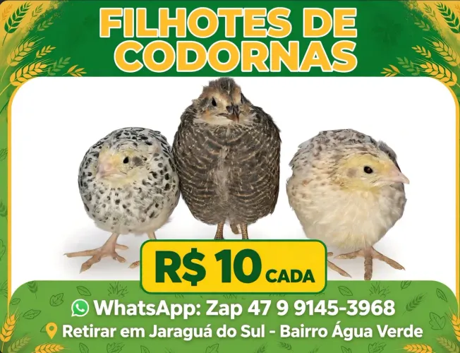 Filhotes de codornas 